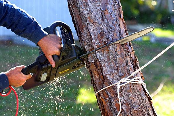 Best Stump Grinding and Removal  in Cornwall, PA